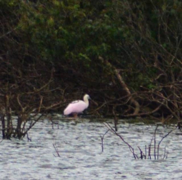 Leighton Ponds - Image 1