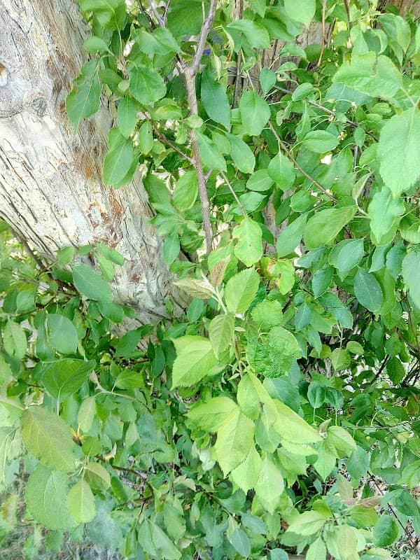 Eastdale Park - Image 3