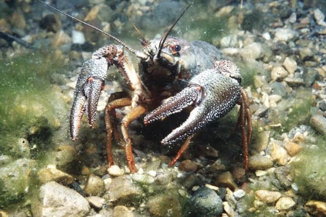 Fische & Krebse Mensch & Natur ERLebensraum - Image 1