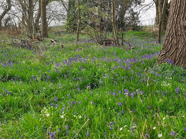 East Blean Woods - Image 1
