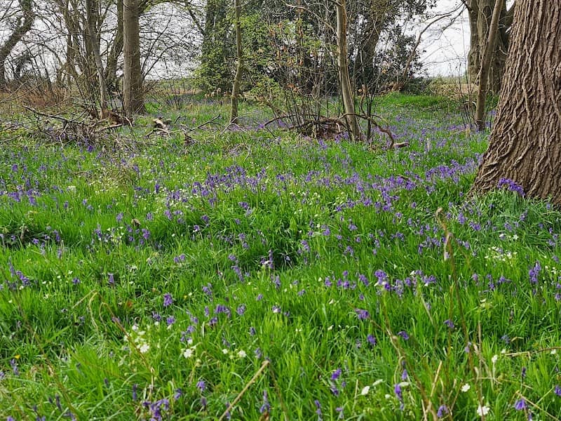 East Blean Woods - Image 1