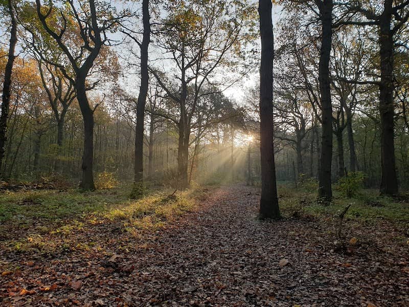 East Blean Woods - Image 2