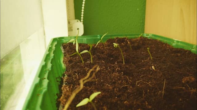 Carolina Reaper Blog - Image 1