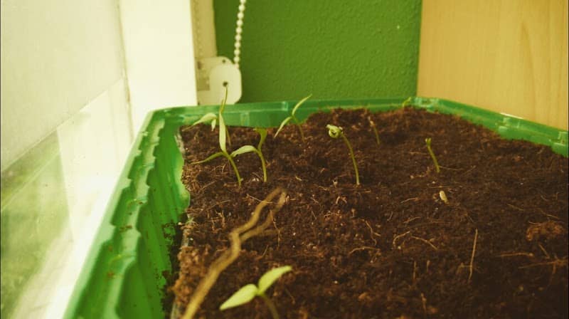 Carolina Reaper Blog - Image 1