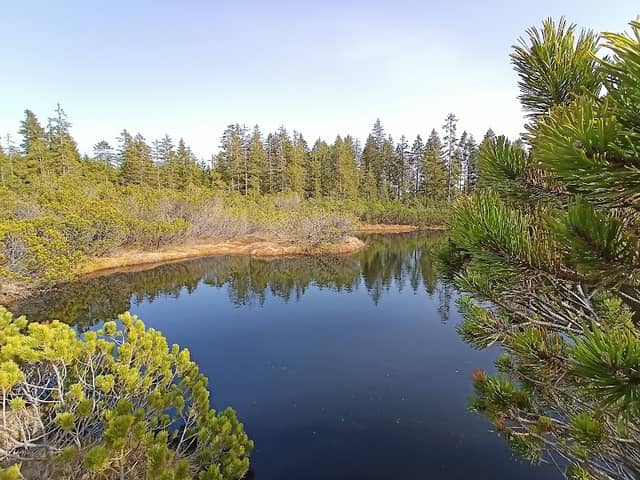 Modravské slatě - Image 1