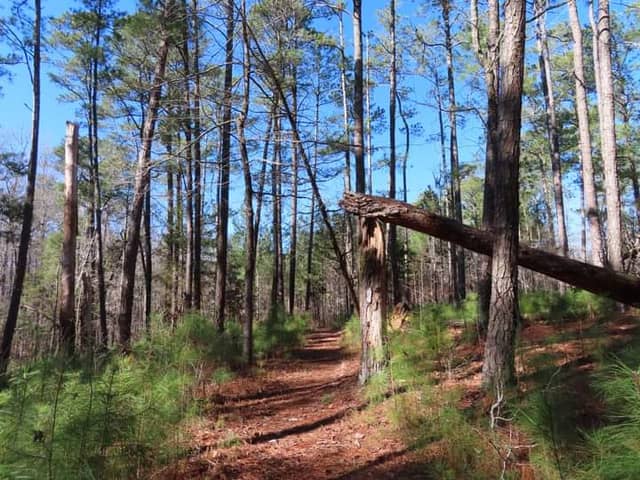 Molly's Rock Picnic Area - Image 2
