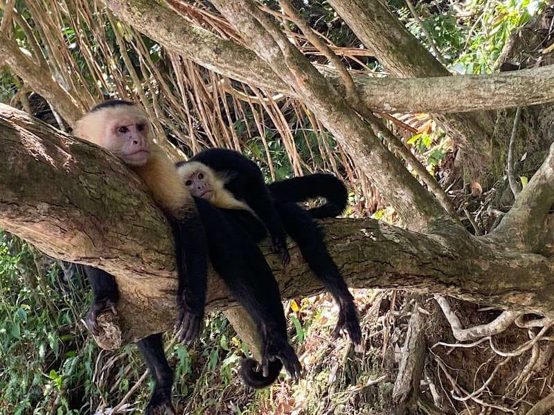 Manuel Antonio Nature Reserve & Wildlife Refuge - Image 3