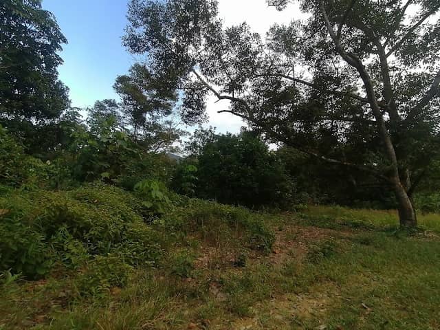 Kebun Durian Prof - Image 1