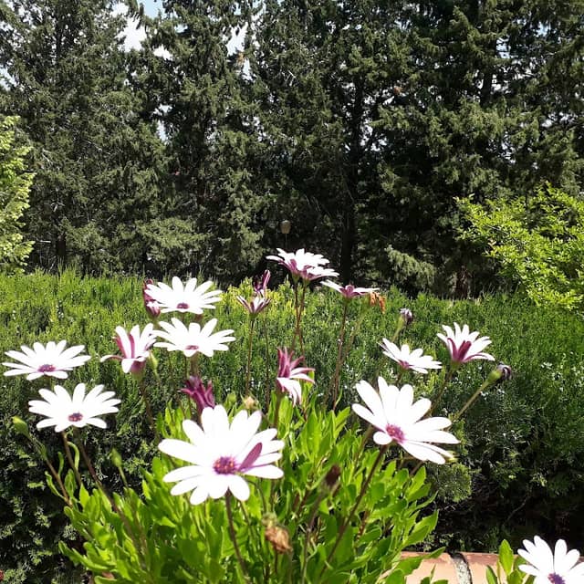 Sakıp Sabancı Kent Ormanı - Image 1