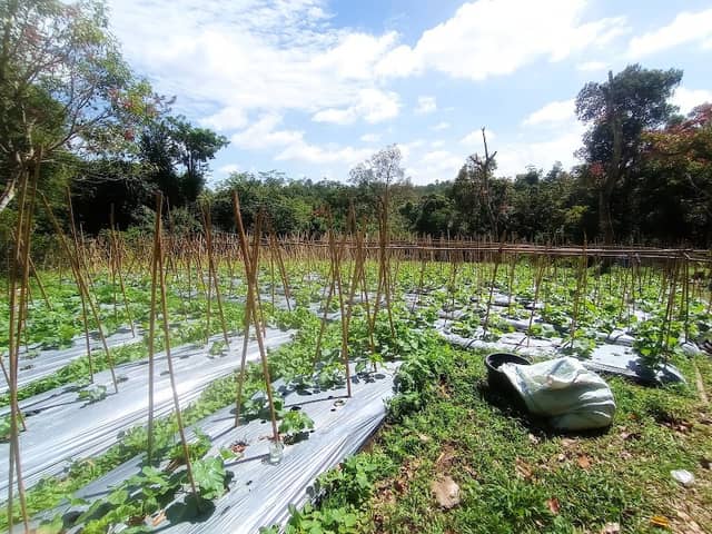 Kebun Melon pak jenggot - Image 1