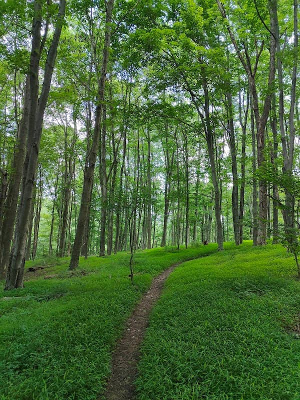 Skena Kellman Nature Reserve - Image 2