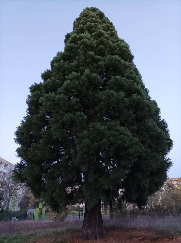 Mammutbaum - Image 1