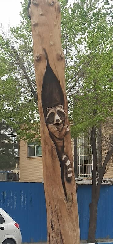 درخت راکون - Image 1