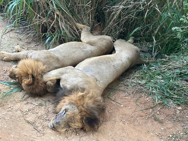 African Lion Zone - Image 1