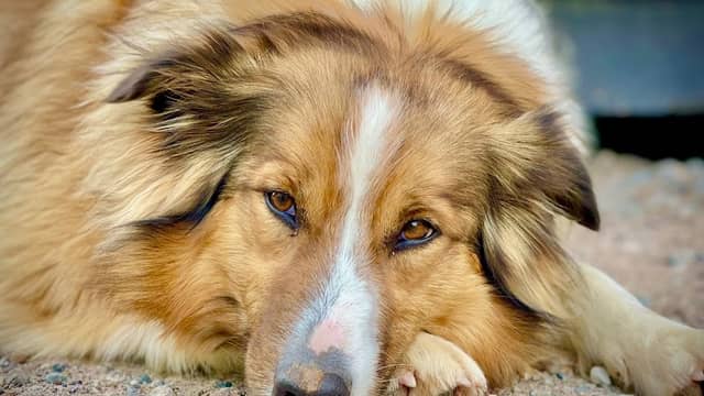 Silt Island Dog Park - Image 1