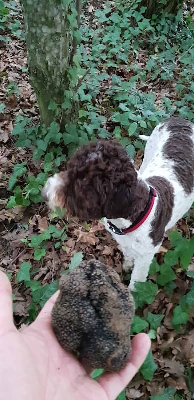 Truffle Hunting Zagreb - Image 1
