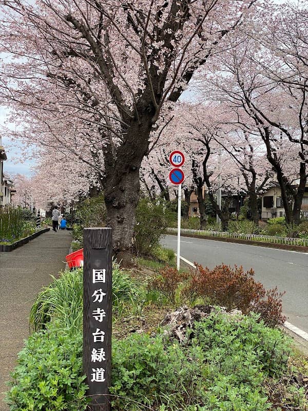 国分寺台さくら並木道 - Image 1