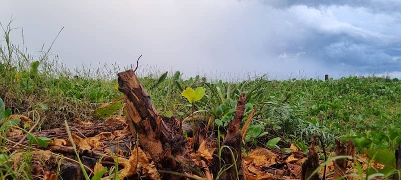 Castanheira da resiliência eterna - Image 1
