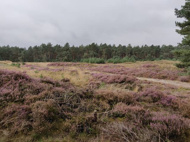 Rechterense Veld - Image 1