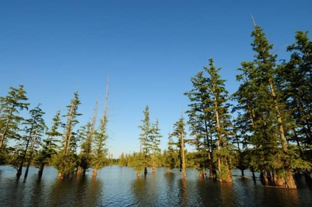 Hovey Lake Fish and Wildlife Area - Image 2