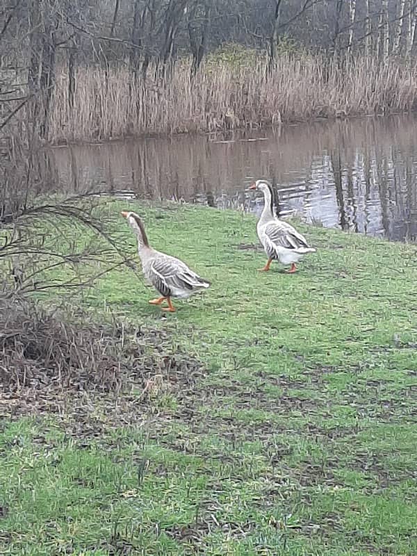 duck feeding spot - Image 1