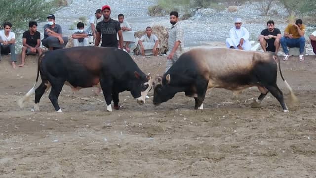 حايط الرستاق - Image 1