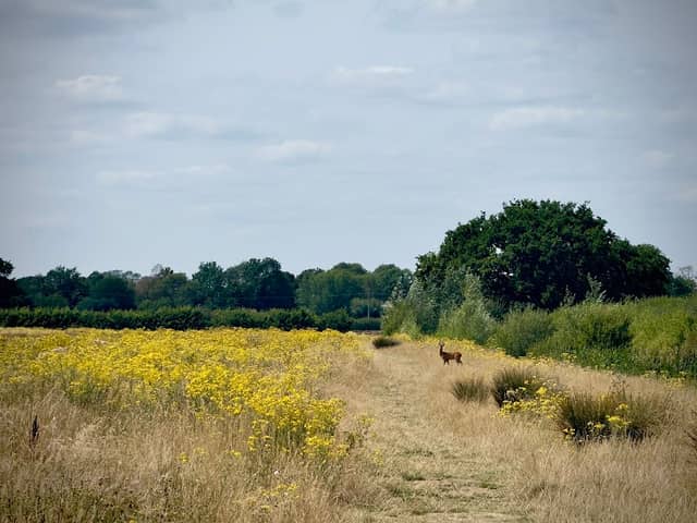Tadpole Garden Village Nature Park - Image 1