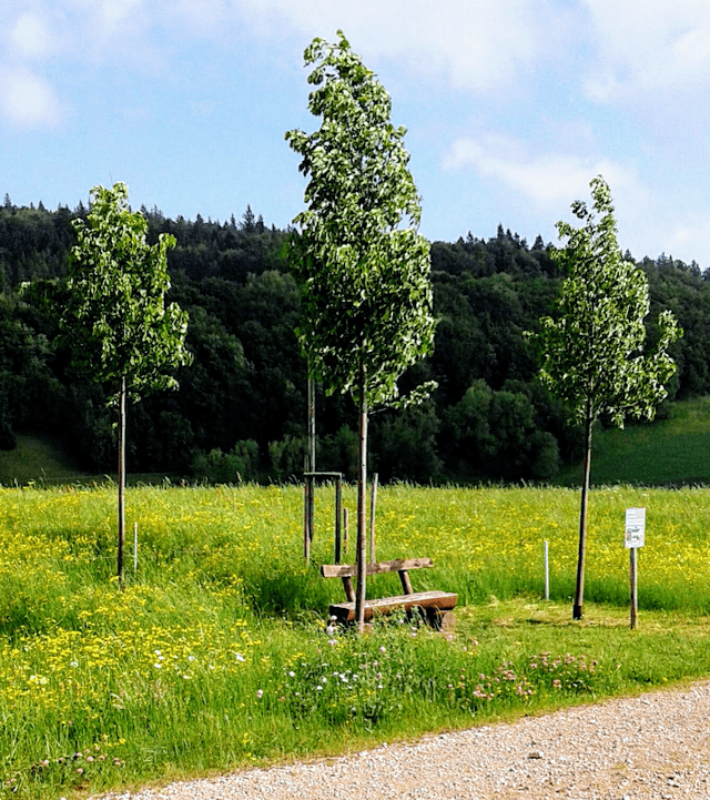Jurapark Baumkapelle Bözberg - Image 1
