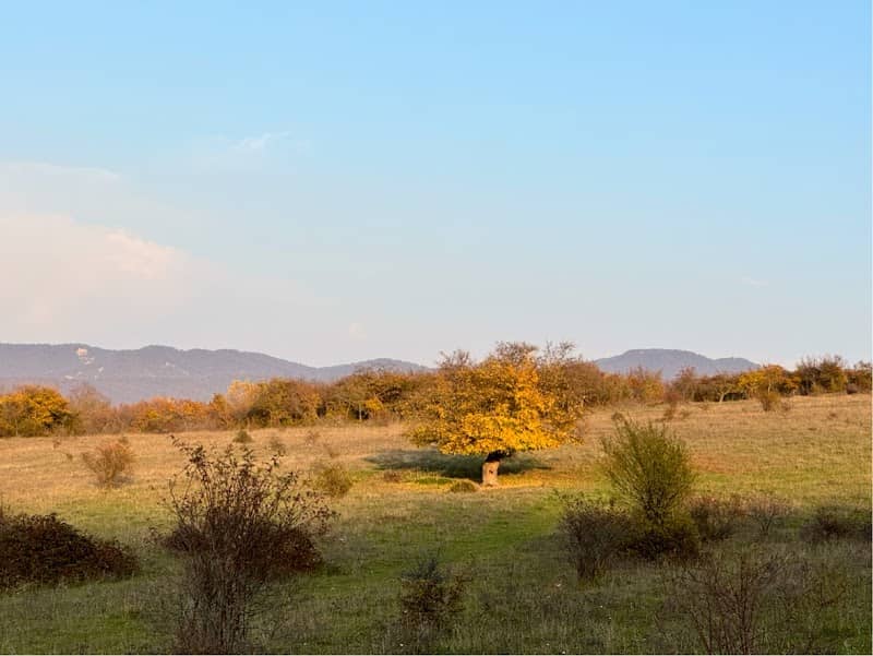 ხე - Image 1