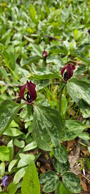 Persimmon Woods - Image 1