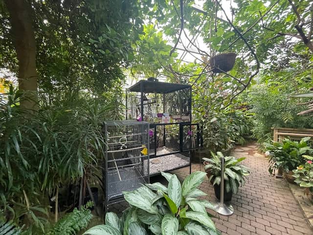 Serre Tropicale - Image 2