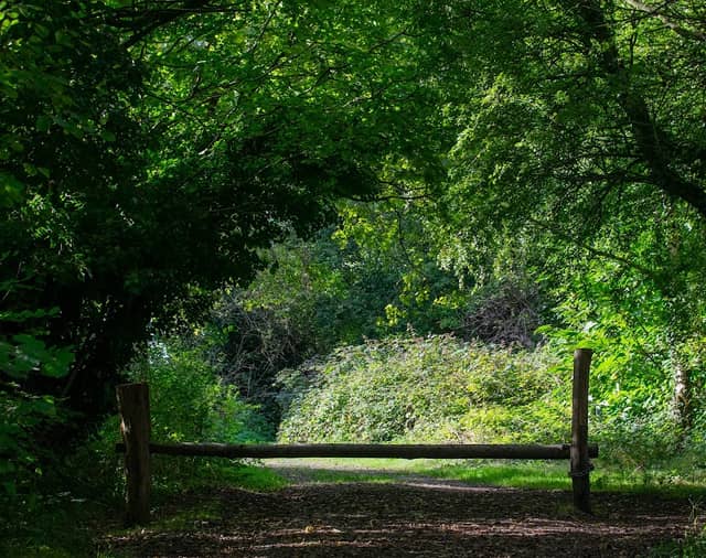 Cromers Wood - Kent Wildlife Trust - Image 2