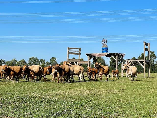 Kuhweide mit Tisch und Stühle als Unterstand - Image 1