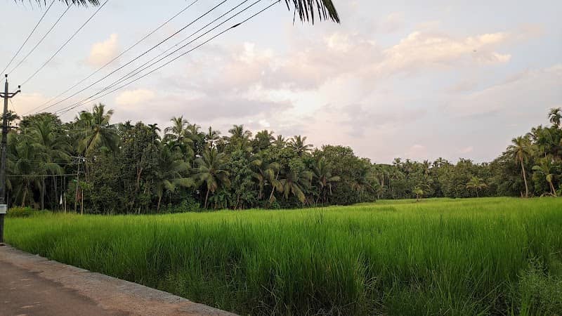 Kayanoli vayal view (വയൽ) - Image 1