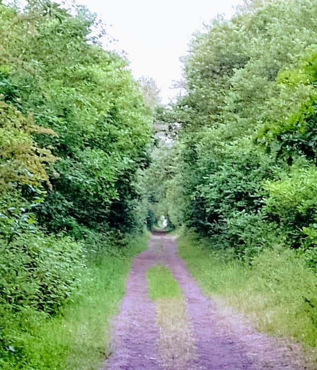 Coed Penybedd - Image 1