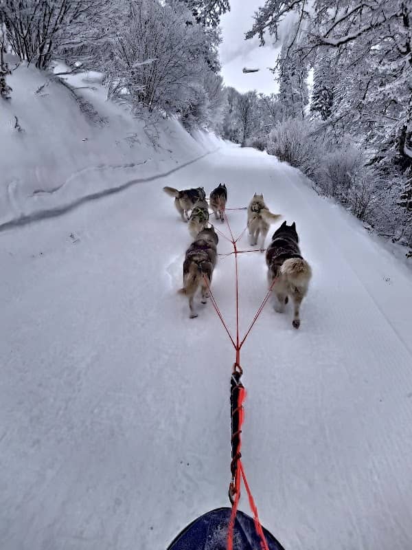 Husky-forever Team Caninous - Image 1