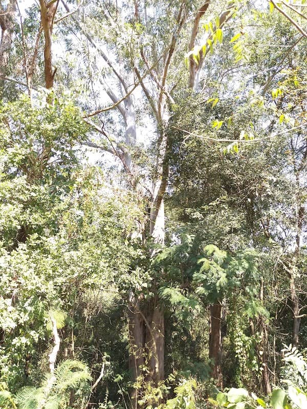 Reserva natural de árvores - Image 1