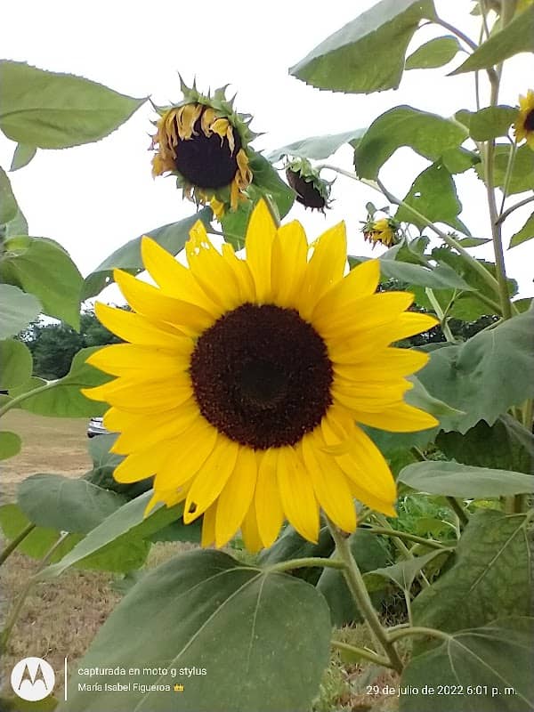 Community Garden - Image 3