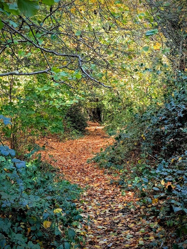 Kentwood Grove - Image 1