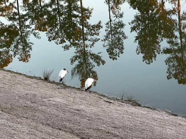 Oliver’s Pond - Image 1