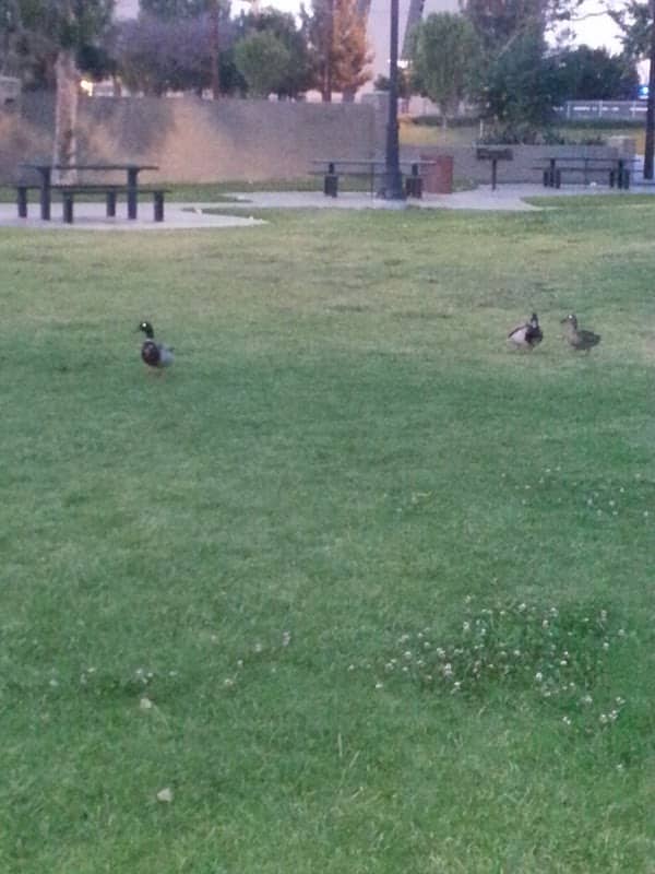 Garfield Park - Image 2