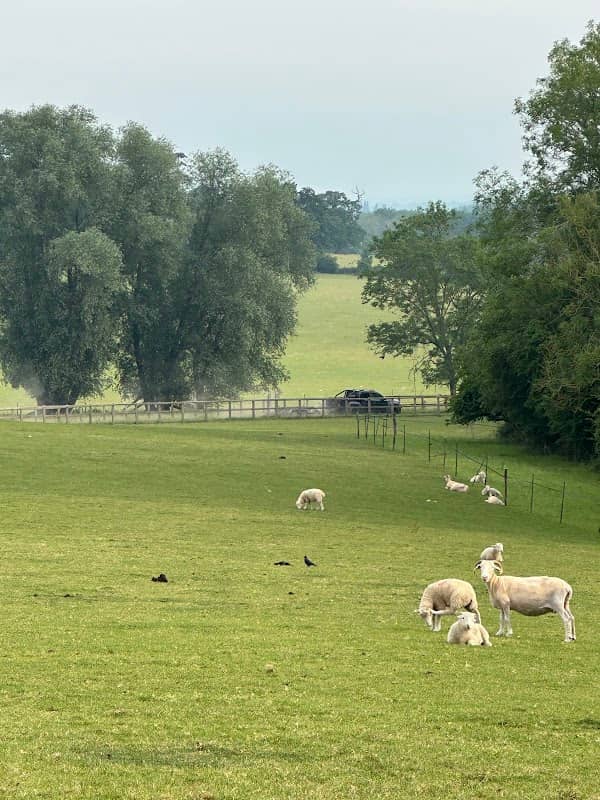 Merrow Common - Image 2