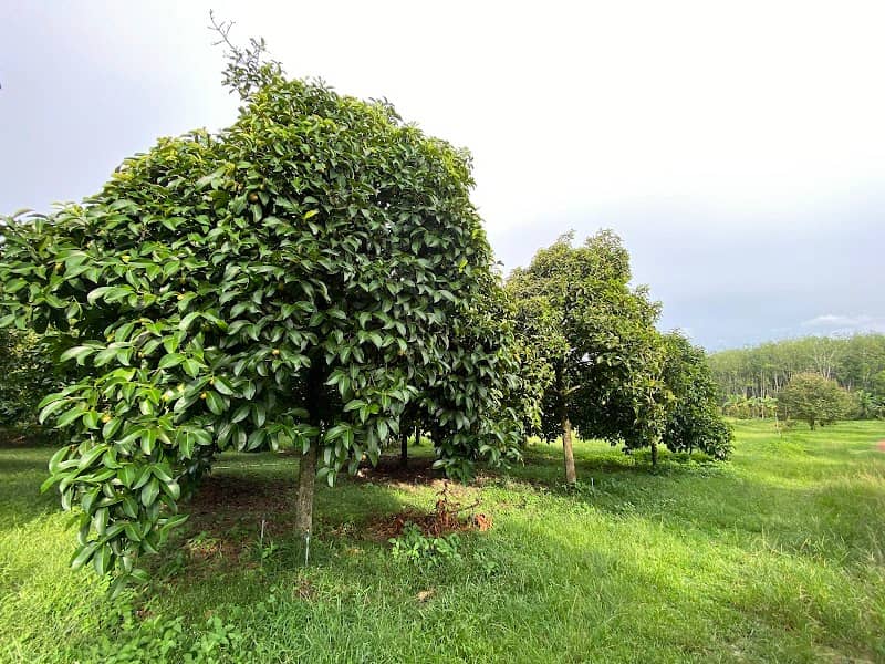สวนคุณหน่อย - Image 1