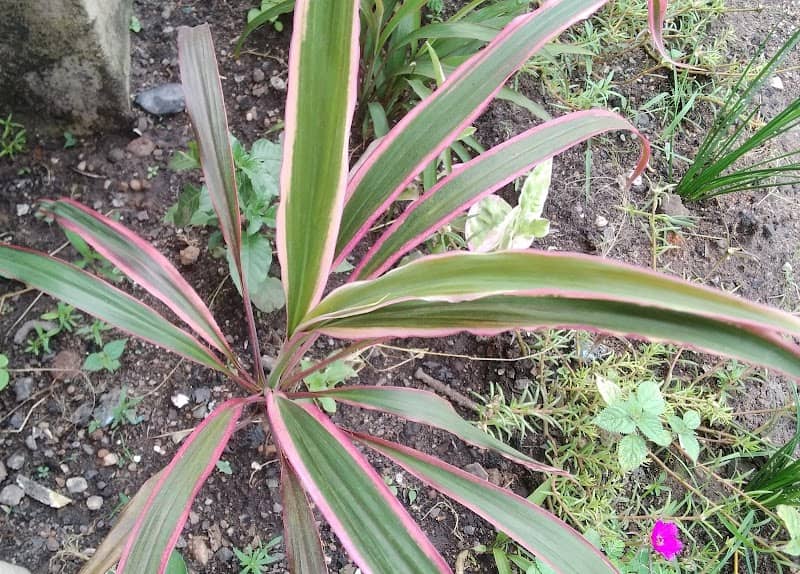 Butterfly garden - Image 1