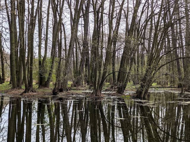 Tůň Homolka - Image 1