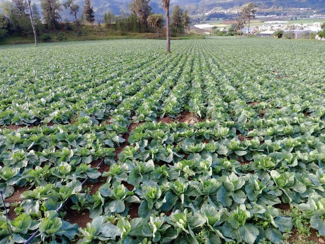Campo Agrícola - Image 1