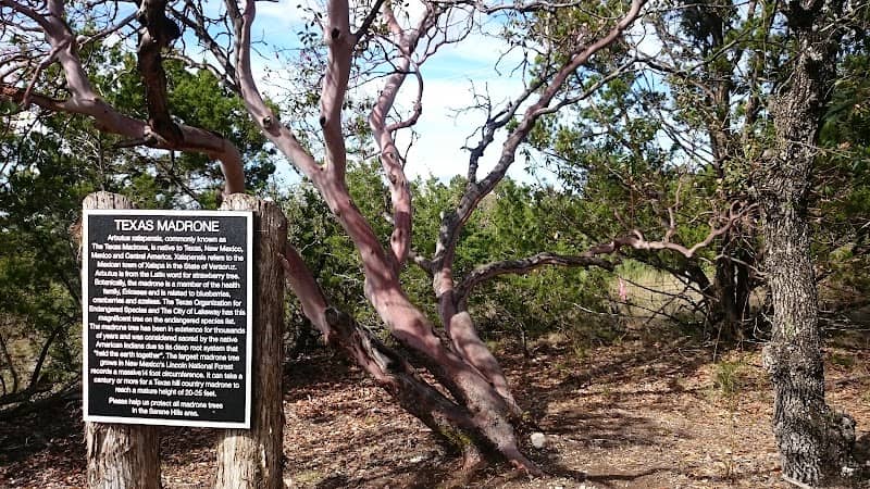 Serene Hills Madrone - Image 2