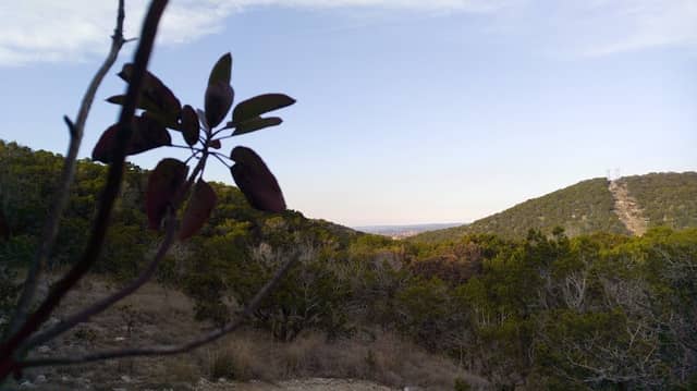 Serene Hills Madrone - Image 1
