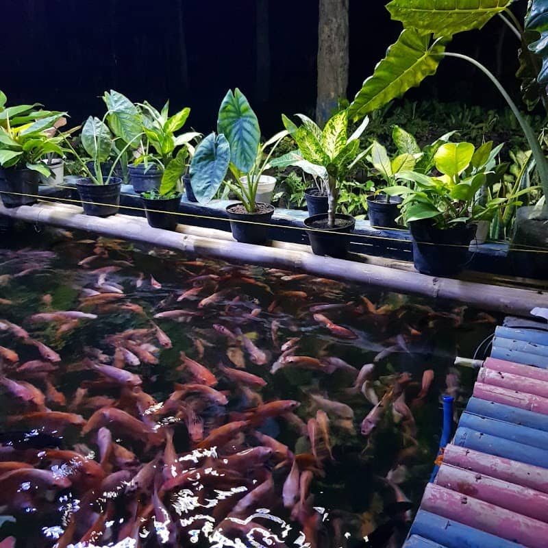 Bibit Ikan HM - Image 2