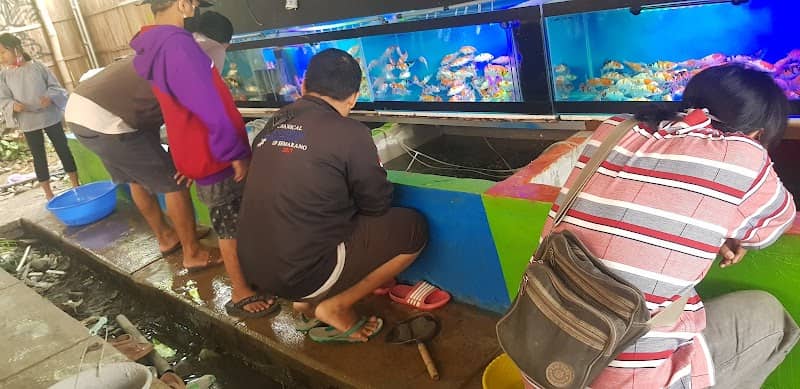 Bibit Ikan HM - Image 1